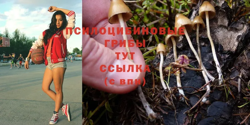 закладки  Знаменск  Галлюциногенные грибы Psilocybine cubensis 